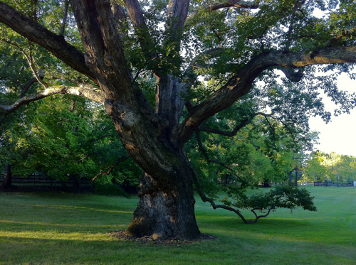 Warren Kinney Tree, New Vernon, New Jersey